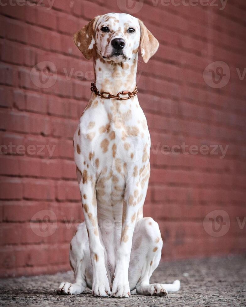 Dalmatian dog in the picturesque nature with a beautiful and cute face, black Dalmatian dog, lemon photo