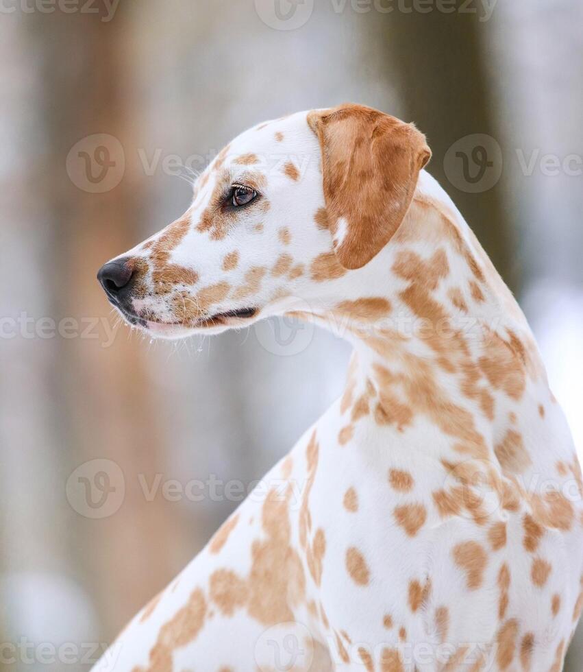 Dalmatian dog in the picturesque nature with a beautiful and cute face, black Dalmatian dog, lemon photo