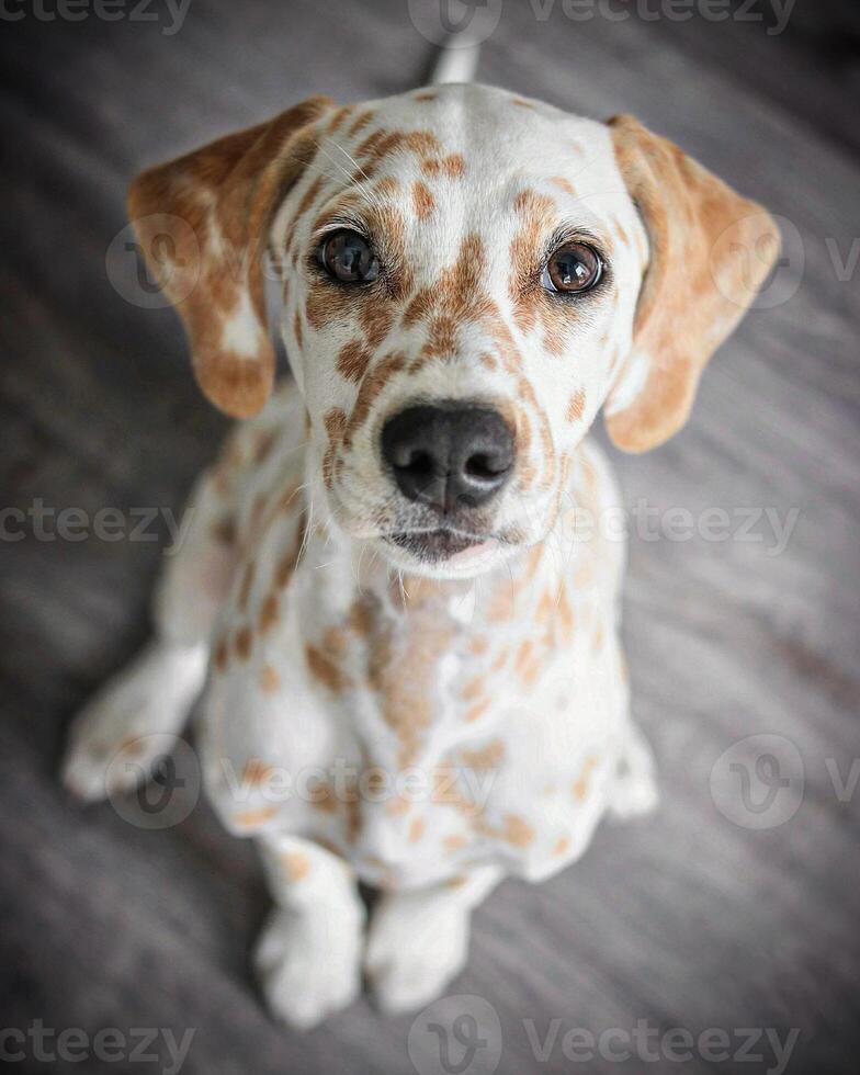 Dalmatian dog in the picturesque nature with a beautiful and cute face, black Dalmatian dog, lemon photo