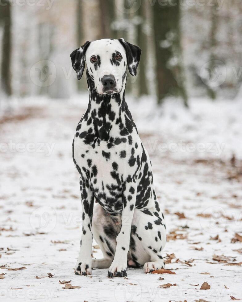 Dalmatian dog in the picturesque nature with a beautiful and cute face, black Dalmatian dog, lemon photo