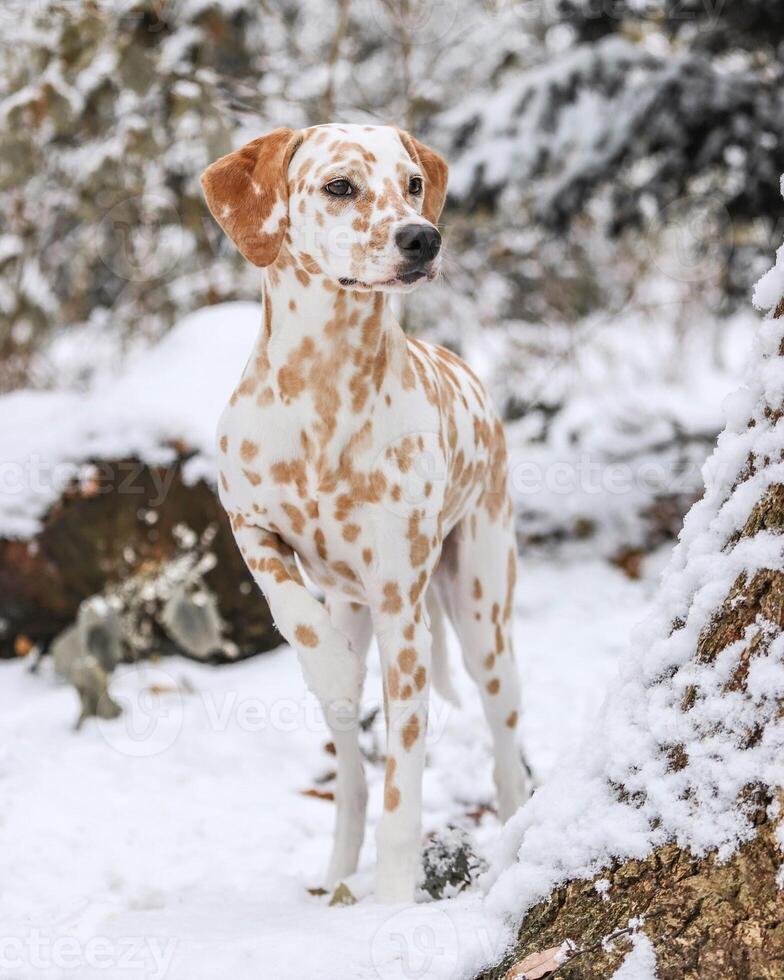 Dalmatian dog in the picturesque nature with a beautiful and cute face, black Dalmatian dog, lemon photo