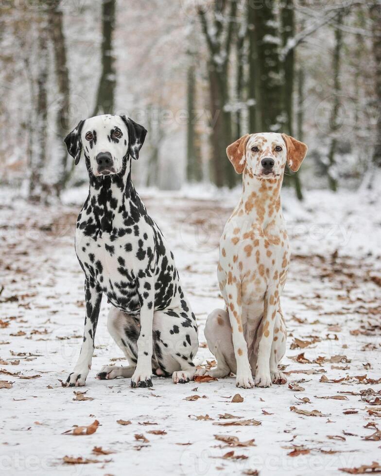 Dalmatian dog in the picturesque nature with a beautiful and cute face, black Dalmatian dog, lemon photo