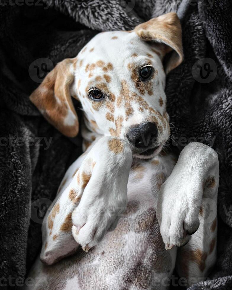 Dalmatian dog in the picturesque nature with a beautiful and cute face, black Dalmatian dog, lemon photo
