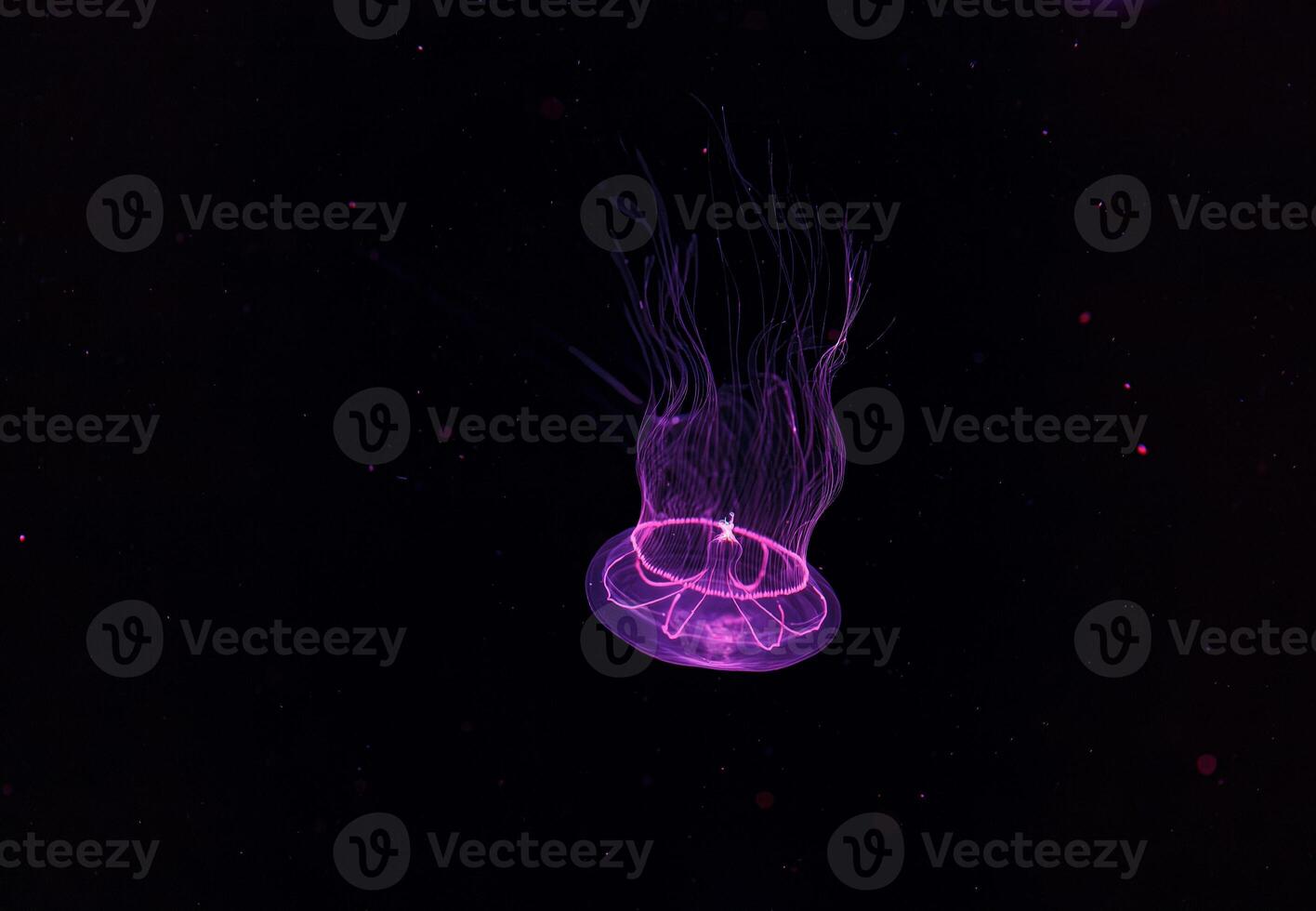 underwater photography of beautiful eirene lactoides jellyfish photo