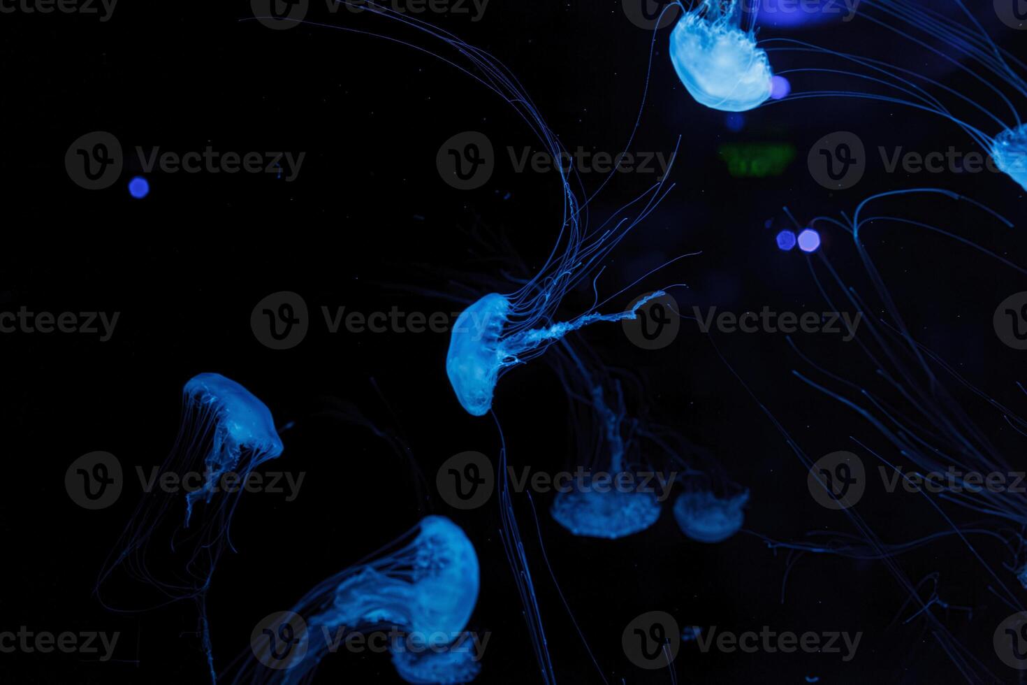 underwater photography of beautiful malaysian sea jellyfish chrysaora chinensis close up photo
