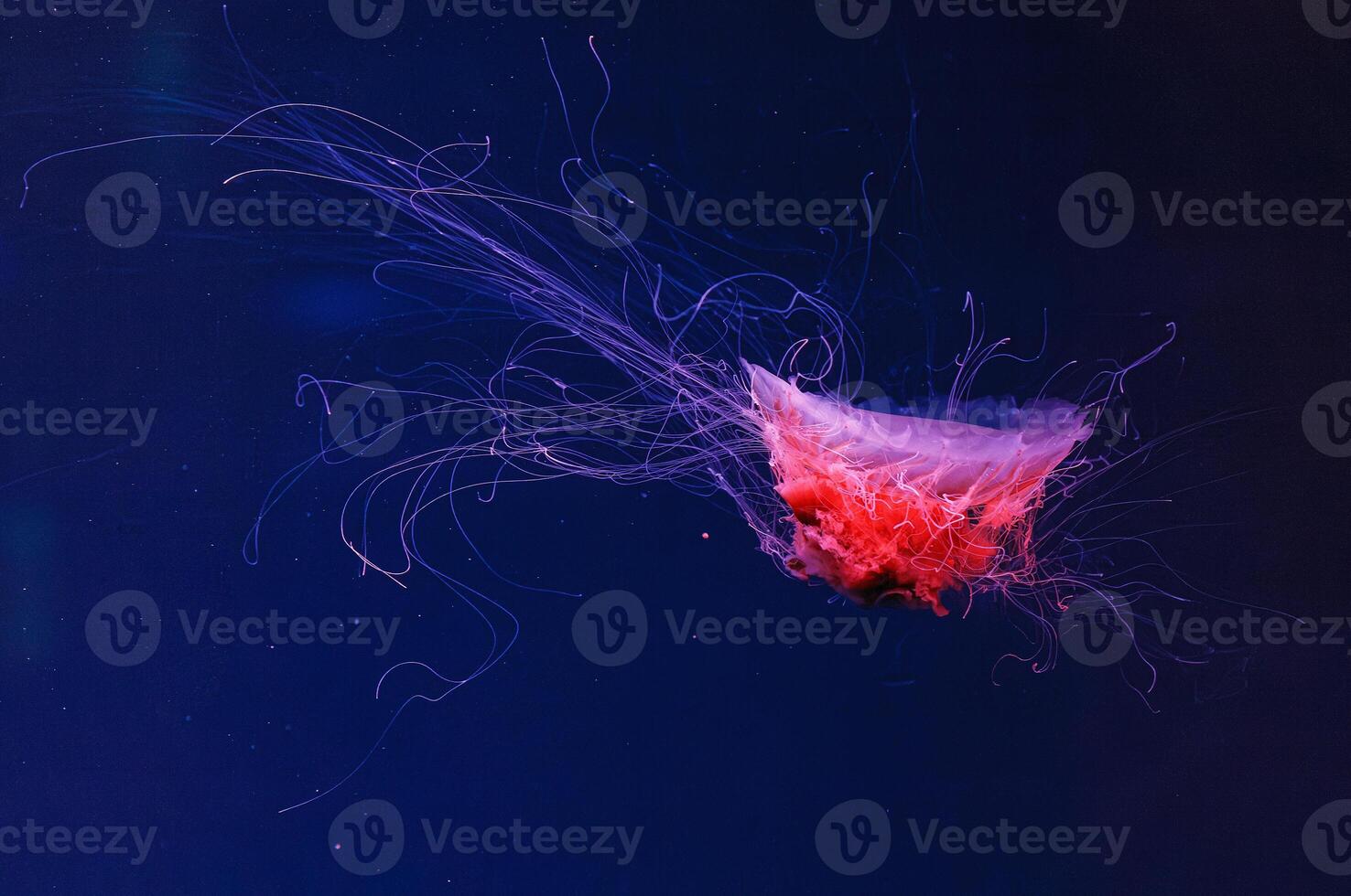 underwater photography of a beautiful lion's mane jellyfish cyanea capillata photo