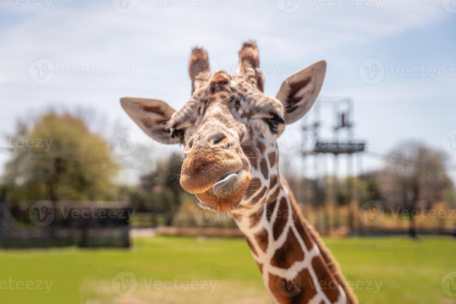 A giraffe walking on the grass in the zoo with bright sunlight during the day and trees outside - A little giraffe in the garden among the grass and trees photo