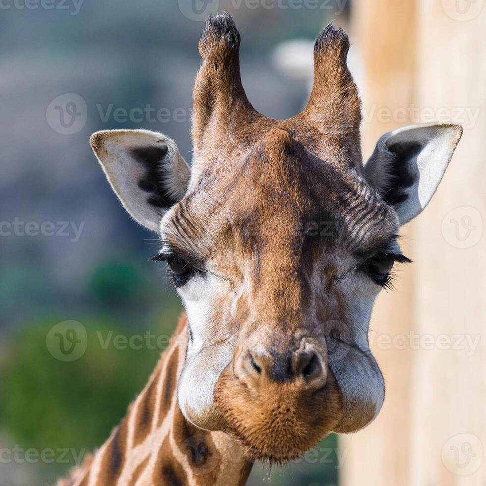 A giraffe walking on the grass in the zoo with bright sunlight during the day and trees outside - A little giraffe in the garden among the grass and trees photo