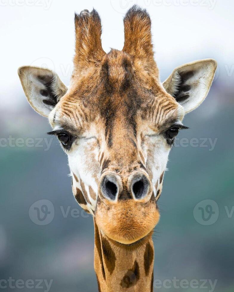 A giraffe walking on the grass in the zoo with bright sunlight during the day and trees outside - A little giraffe in the garden among the grass and trees photo