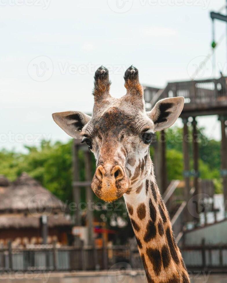 A giraffe walking on the grass in the zoo with bright sunlight during the day and trees outside - A little giraffe in the garden among the grass and trees photo