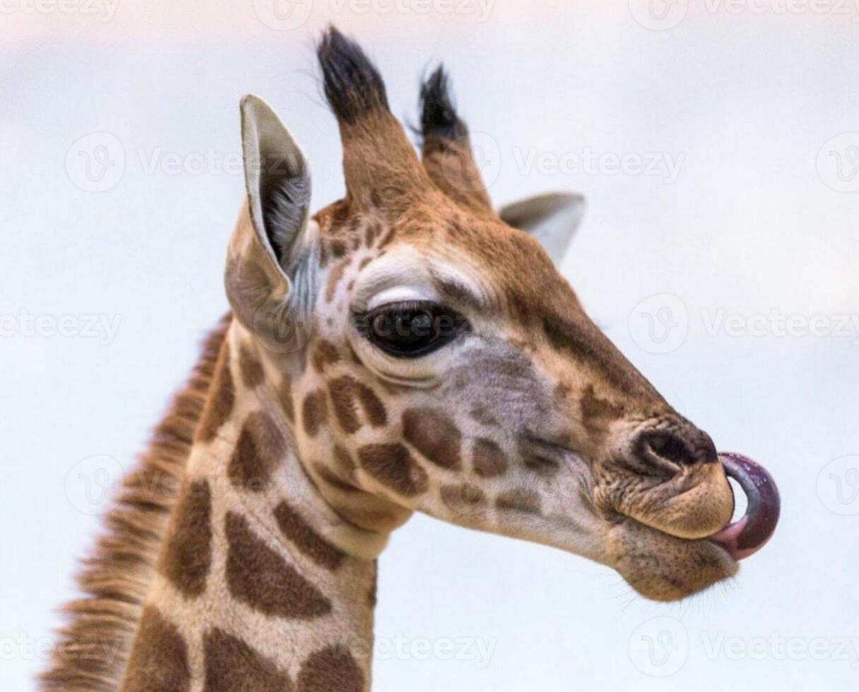 A giraffe walking on the grass in the zoo with bright sunlight during the day and trees outside - A little giraffe in the garden among the grass and trees photo