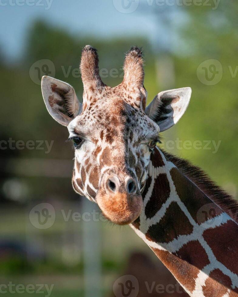 A giraffe walking on the grass in the zoo with bright sunlight during the day and trees outside - A little giraffe in the garden among the grass and trees photo