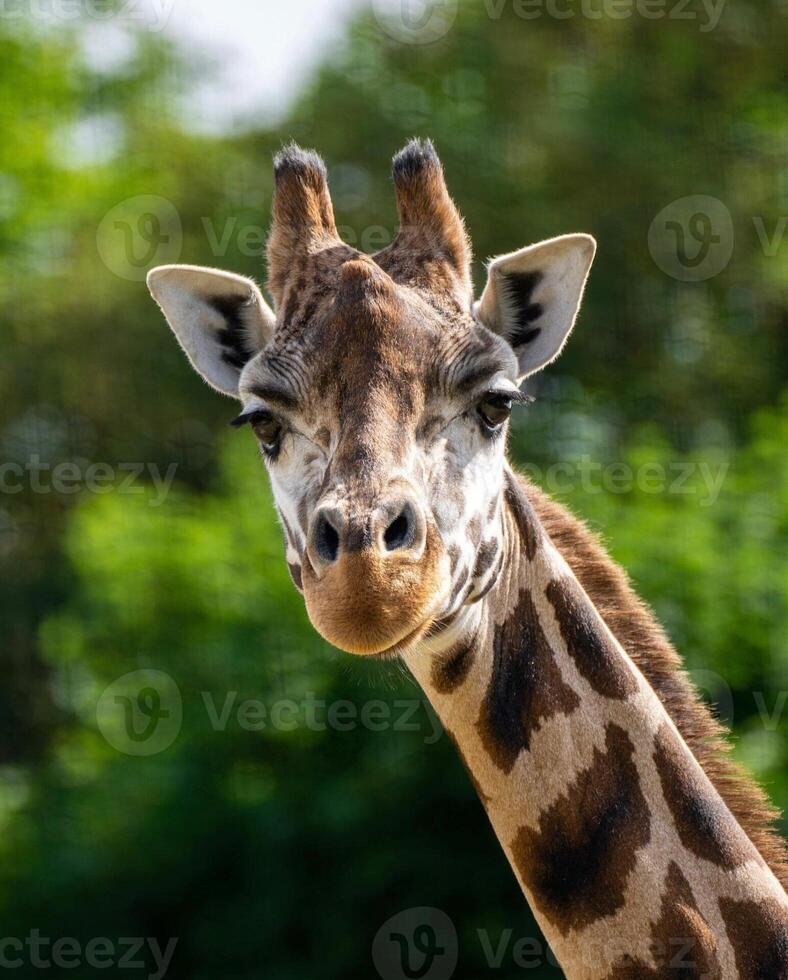 A giraffe walking on the grass in the zoo with bright sunlight during the day and trees outside - A little giraffe in the garden among the grass and trees photo
