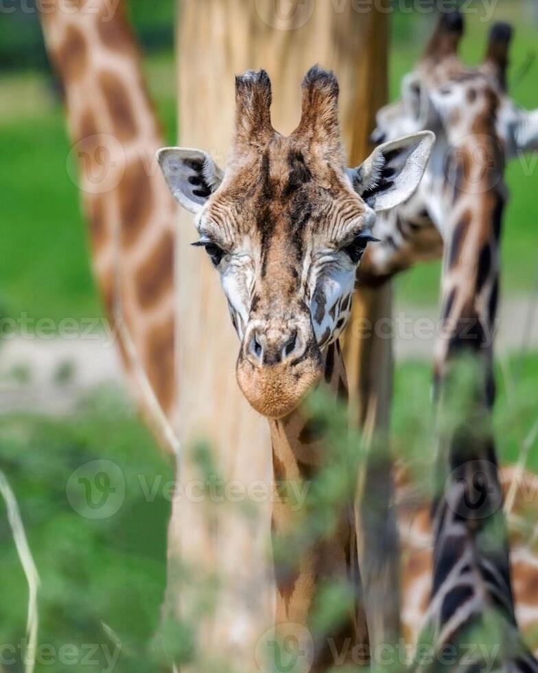 A giraffe walking on the grass in the zoo with bright sunlight during the day and trees outside - A little giraffe in the garden among the grass and trees photo