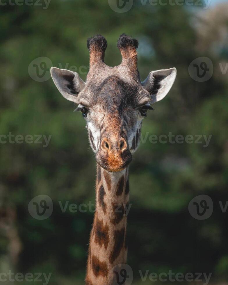 A giraffe walking on the grass in the zoo with bright sunlight during the day and trees outside - A little giraffe in the garden among the grass and trees photo