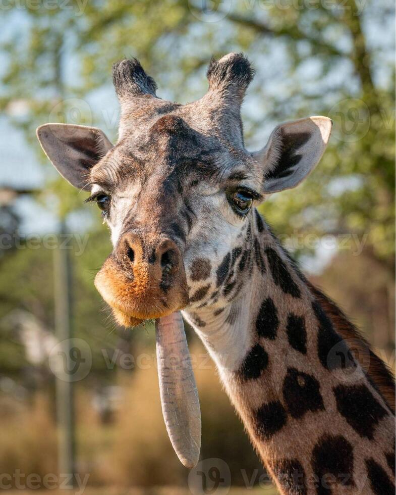A giraffe walking on the grass in the zoo with bright sunlight during the day and trees outside - A little giraffe in the garden among the grass and trees photo