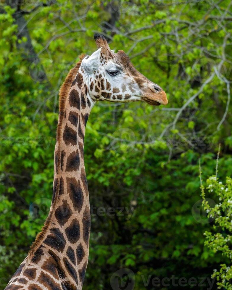 A giraffe walking on the grass in the zoo with bright sunlight during the day and trees outside - A little giraffe in the garden among the grass and trees photo