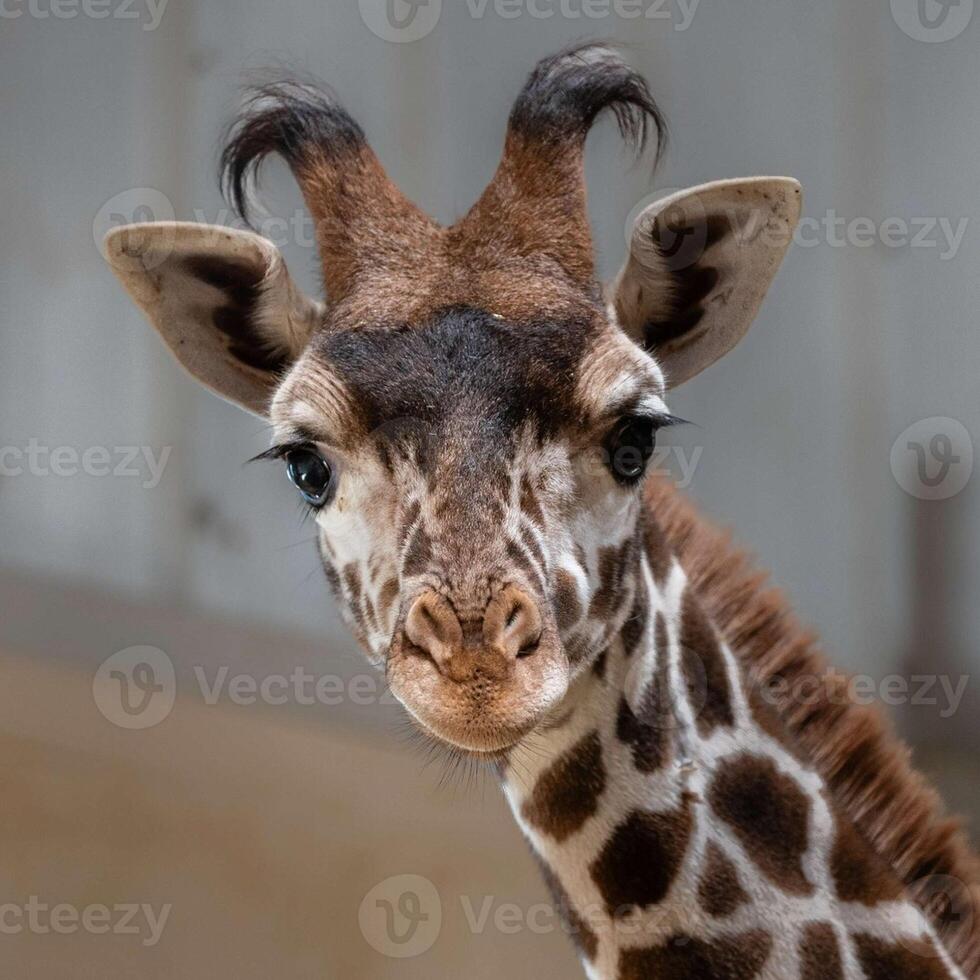 A giraffe walking on the grass in the zoo with bright sunlight during the day and trees outside - A little giraffe in the garden among the grass and trees photo