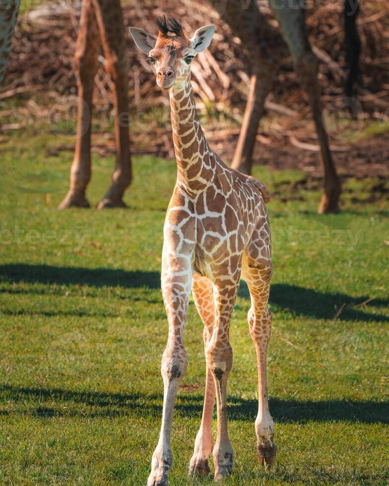 A giraffe walking on the grass in the zoo with bright sunlight during the day and trees outside - A little giraffe in the garden among the grass and trees photo