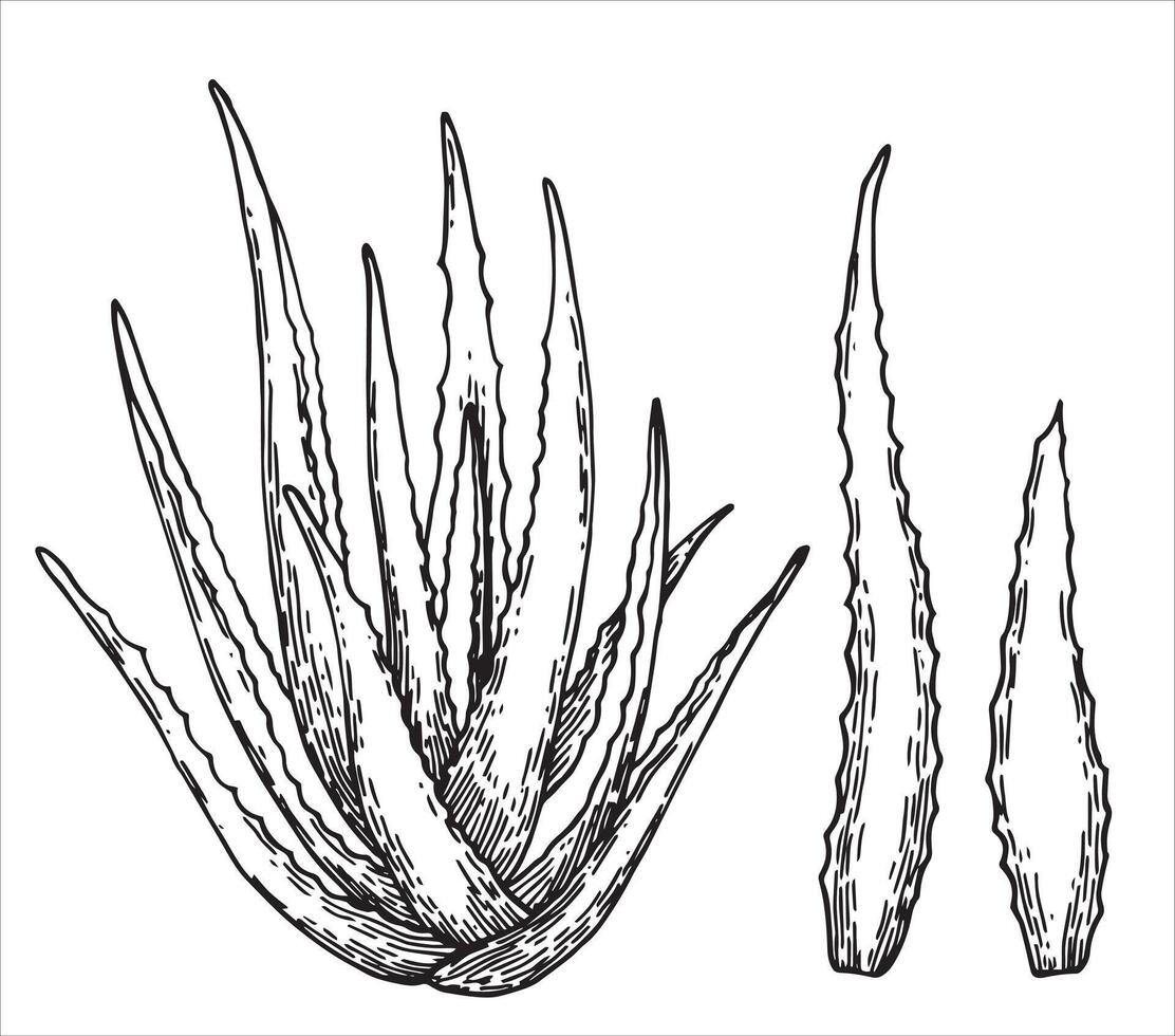 aloe vera, drawing in sketch style. natural cosmetic vector