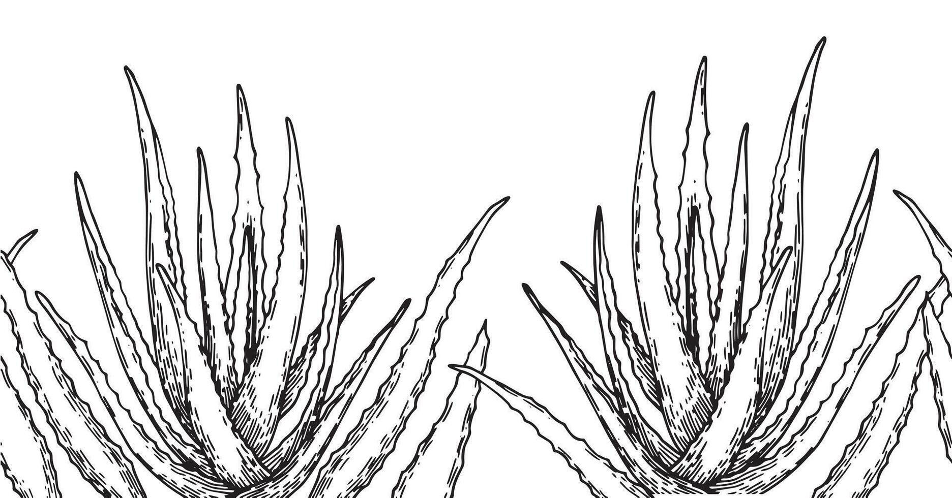 seamless border with aloe vera, pattern in sketch style. natural cosmetic vector