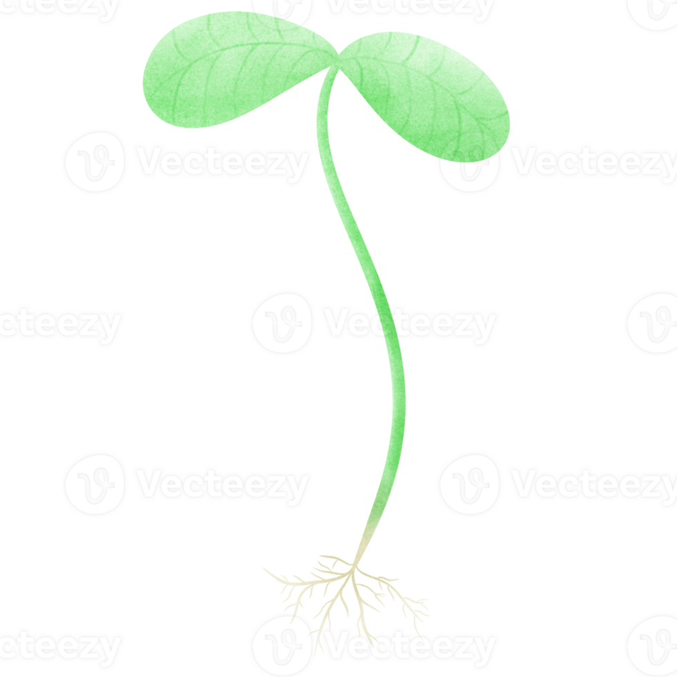 a plant with green leaves and roots on a transparent background png
