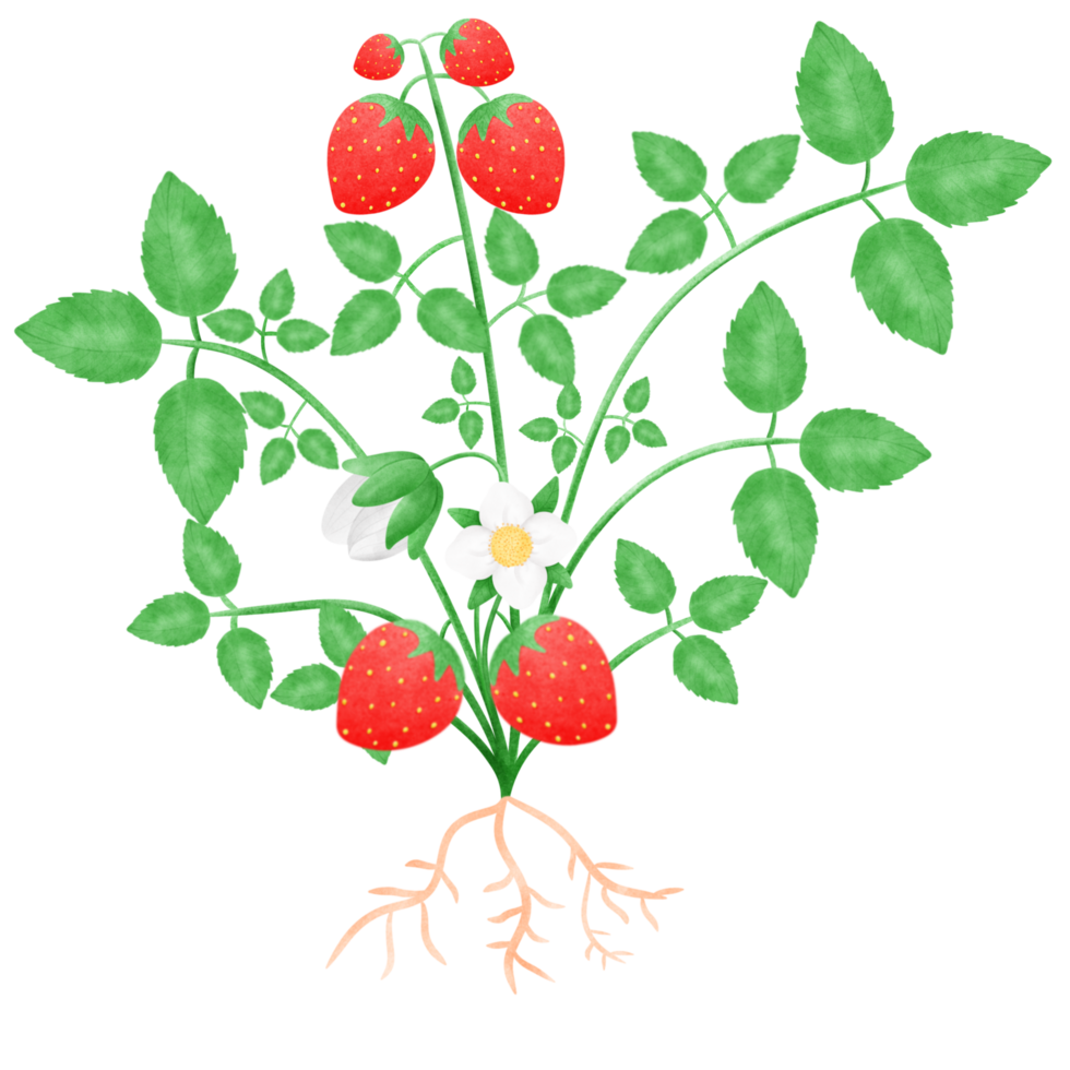 Strawberry tree has roots, fruits, flowers png