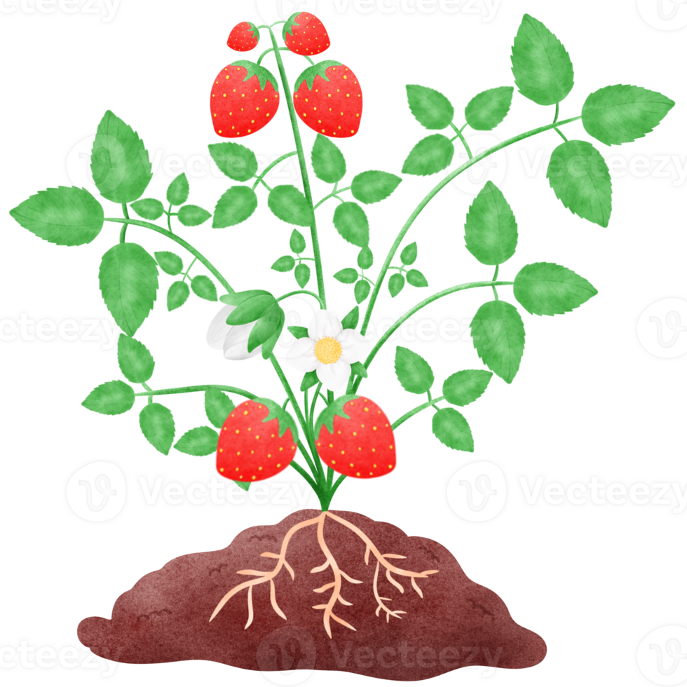 Growing strawberry trees png