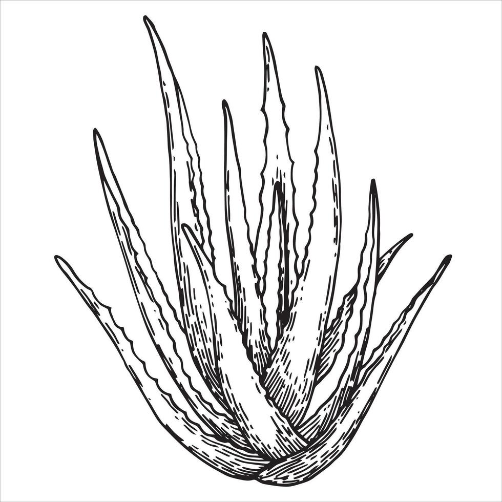 aloe vera, drawing in sketch style. natural cosmetic vector