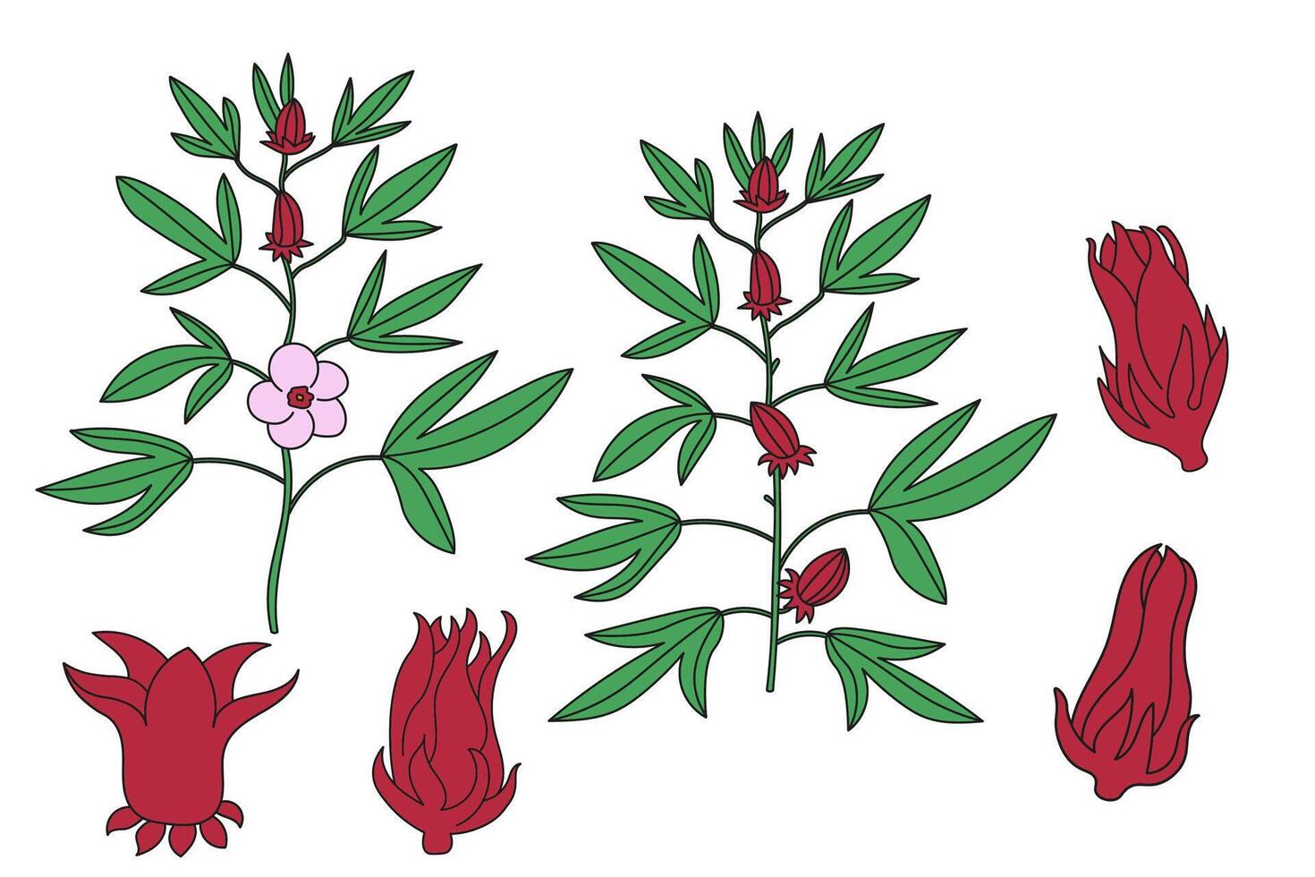 Red Roselle fruit, branch with leaves and flower Jamaica sorrel, Rozelle or hibiscus sabdariffa . Hand drawn illustration on isolated background.Colour sketch with tropical plant Sudanese rose vector