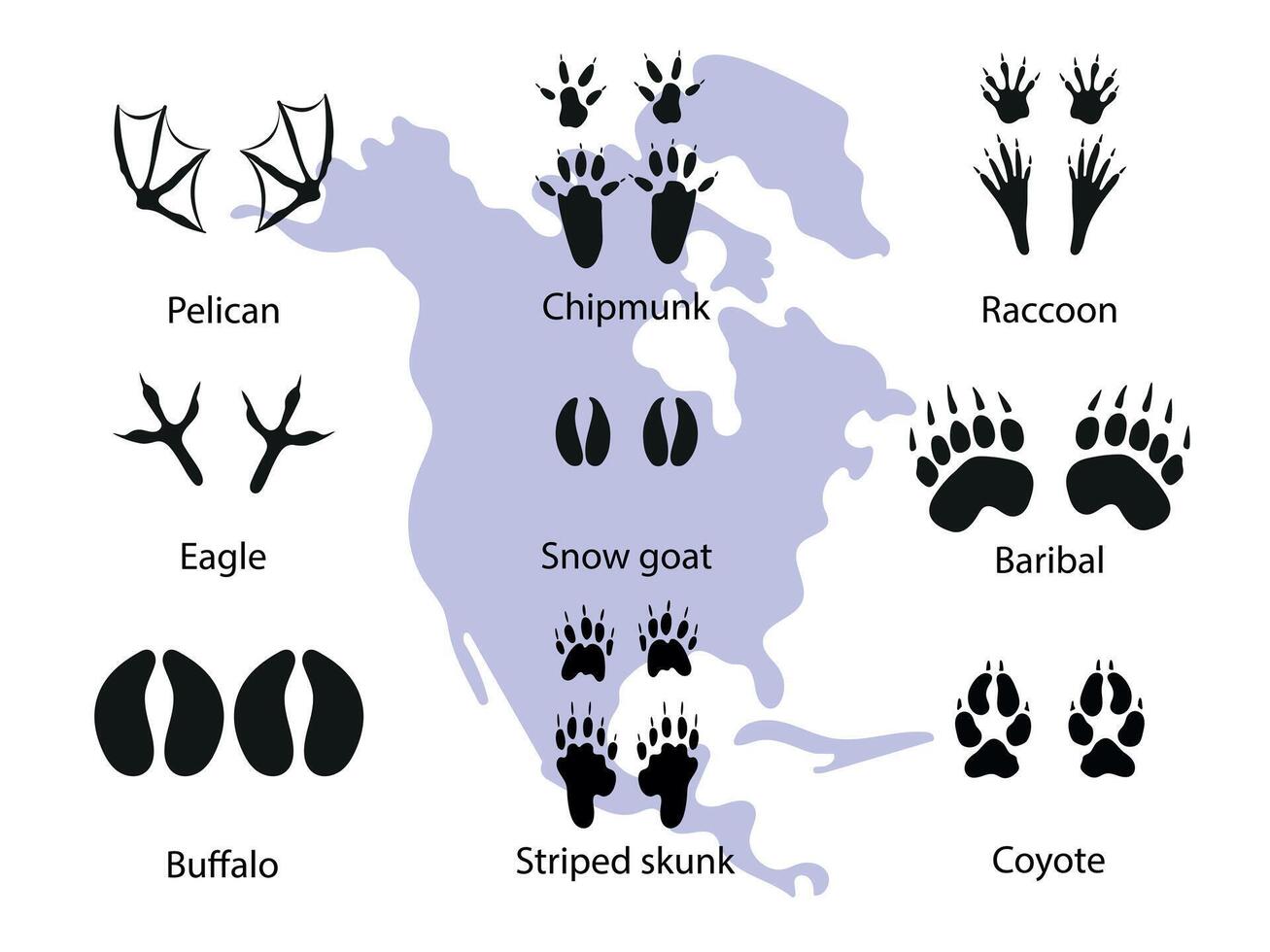 Paw prints of North American animals. Different wild animals footprints black on white illustration. Pelican, eagle, bison, coyote, skunk, raccoon, opossum, bear, goat for your design. vector