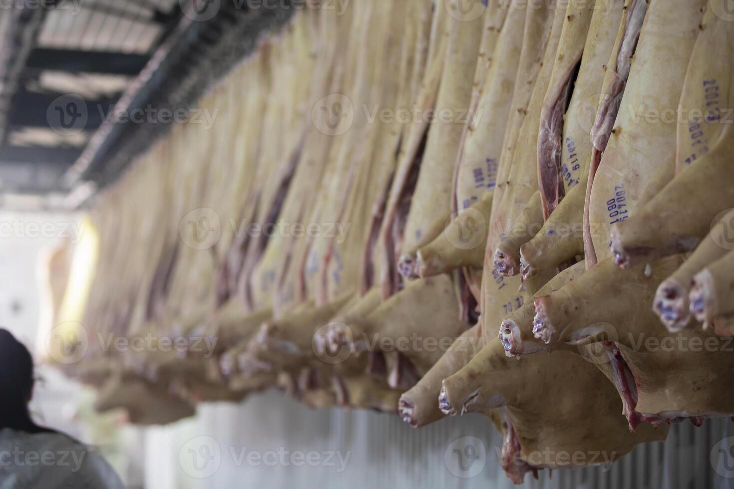 Meat factory. A lot of pork carcasses in a meat processing factory. photo