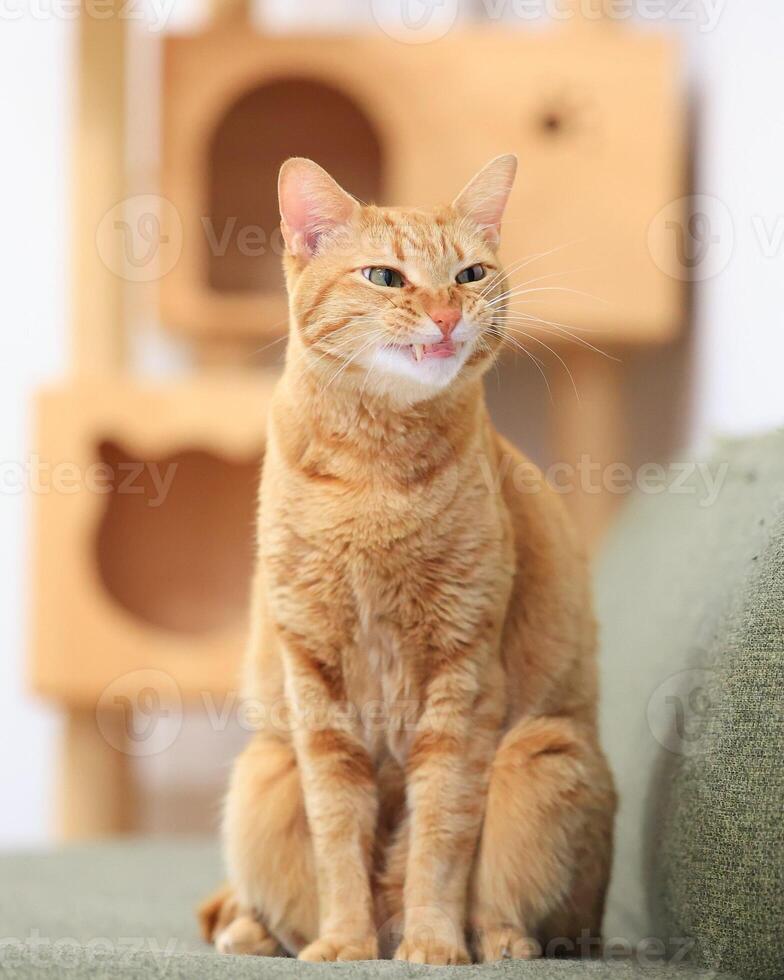 Cute red house cat stands, lies, plays, sleeps and yawns on the sofa, bed and floor with a funny silly face and expression. photo