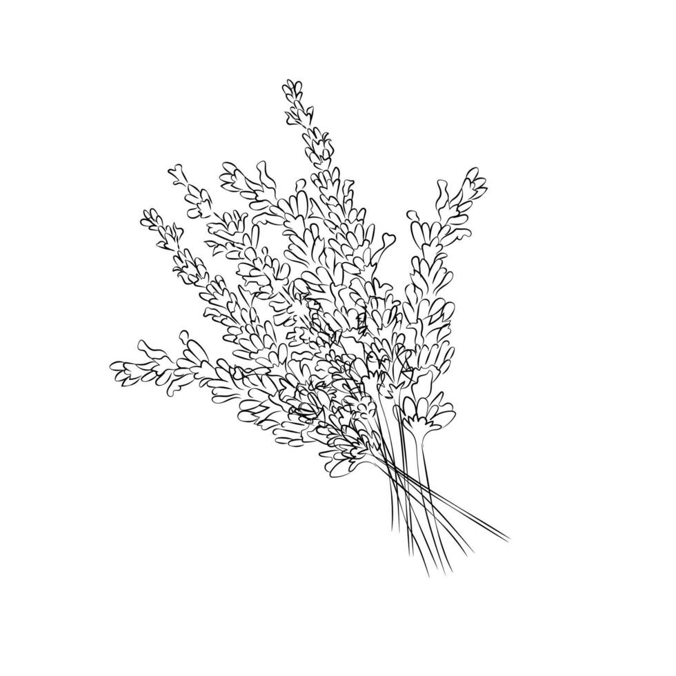 Lavender bouquet hand-painted in line art style, illustration. Abstract minimalistic branches of lavender flowers. For the design of wedding invitations, postcards, packages vector