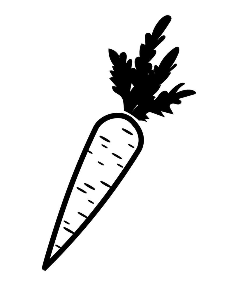 Carrot outline icon isolated on white background vector