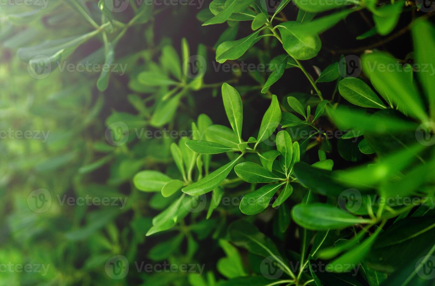 Background of fresh green leaves. Green leaves pattern background, Natural background and wallpaper photo
