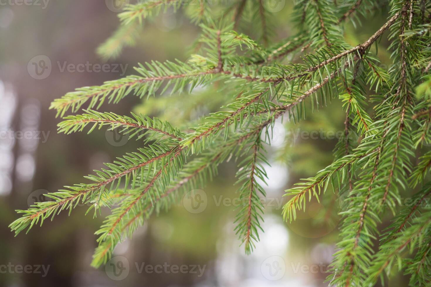 Green branch of a coniferous spruce tree in the winter forest. Selective focus. photo