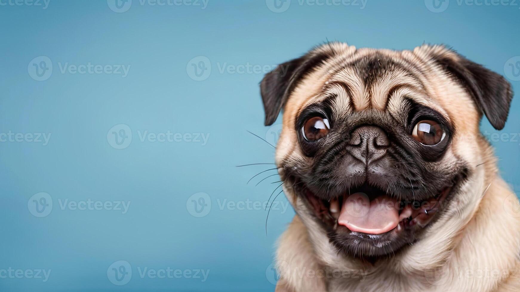 portrait of a cute pug on a pink, blue background. close-up portrait of a happy pet photo