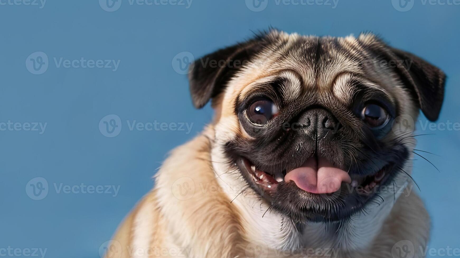 portrait of a cute pug on a pink, blue background. close-up portrait of a happy pet photo