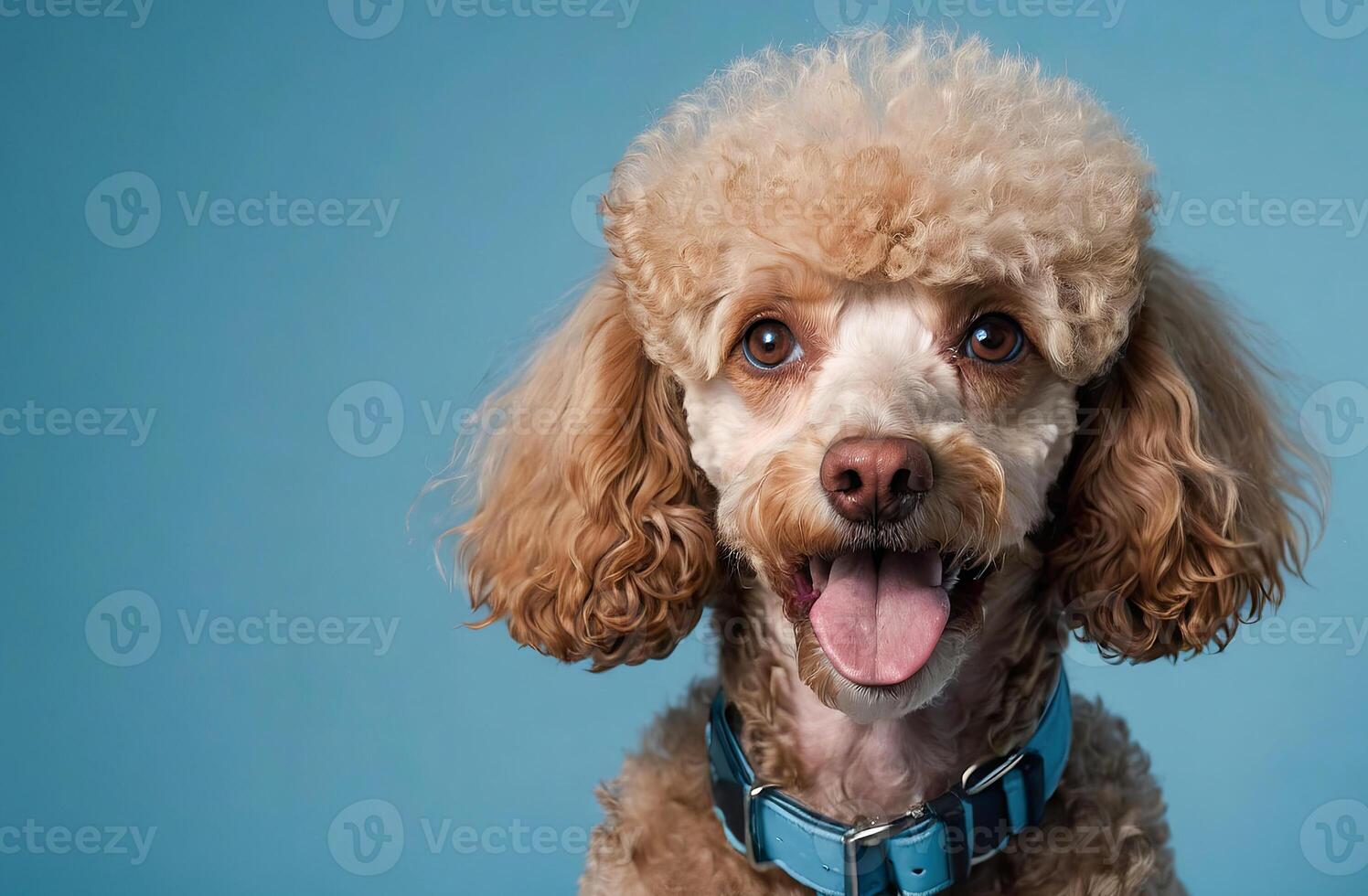 portrait of a cute poodle on a blue background. close-up portrait of a happy pet photo