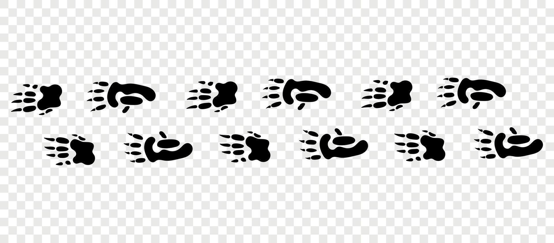 Wombat paws. Footpath trail of animals. Paw foot trail print of Wombat on white background. Animal steps in black color. vector