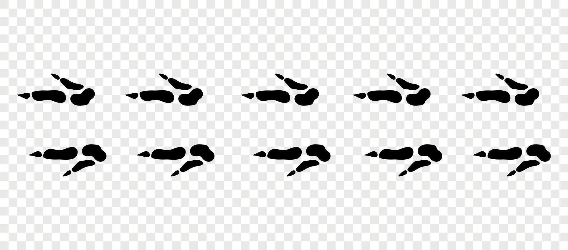 Kangaroo paws. Footpath trail of animals. Paw foot trail print of kangaroo on white background. Animal steps in black color. vector