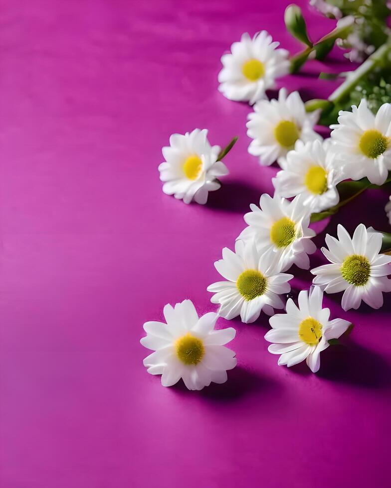 White flowers on magenta background photo