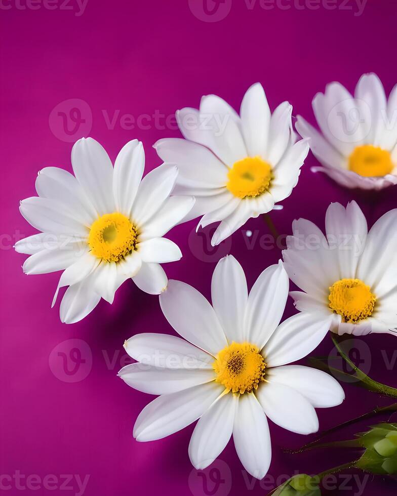White flowers on magenta background photo