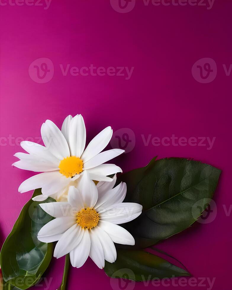 White flowers on magenta background photo