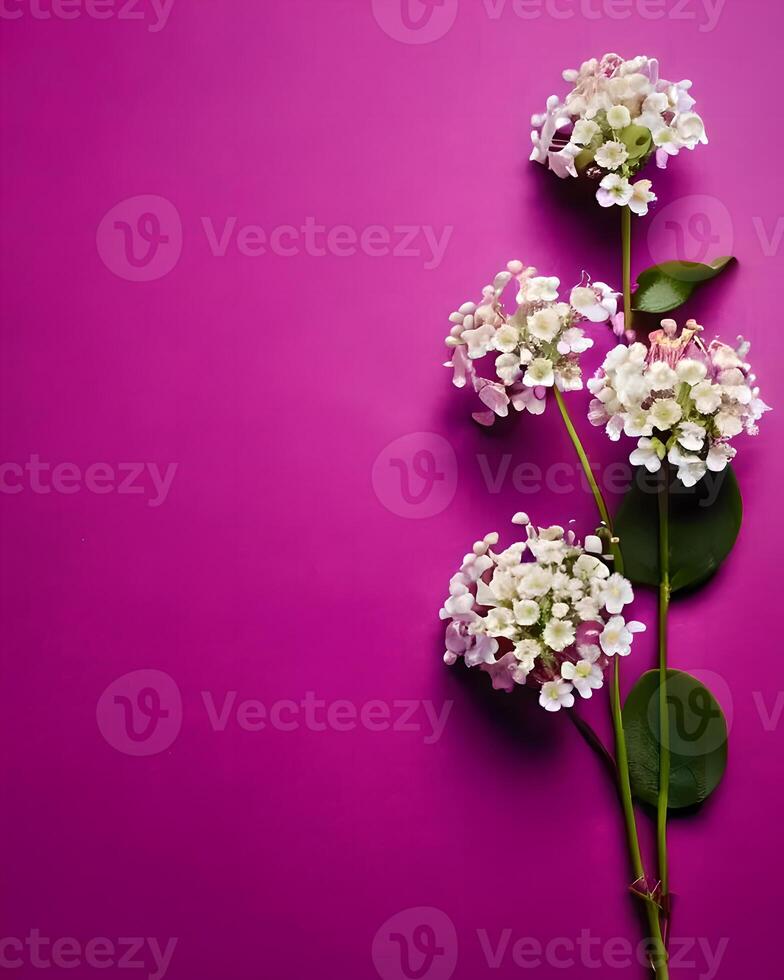 White flowers on magenta background photo