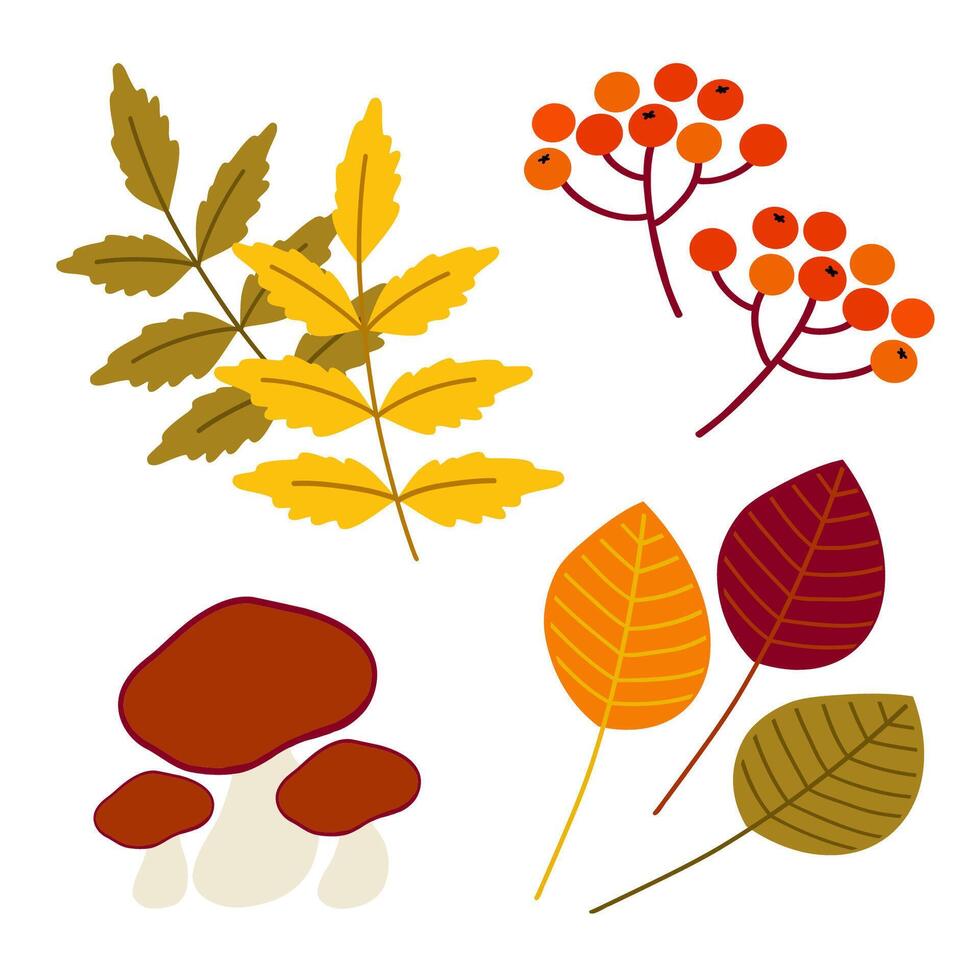 Autumn leaves, berries, and mushrooms arranged artistically with warm colors illustrating seasonal changes vector