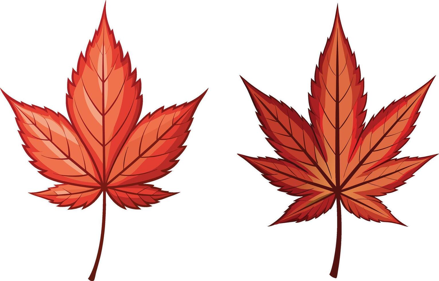 Japanese Maple tree leaves vector