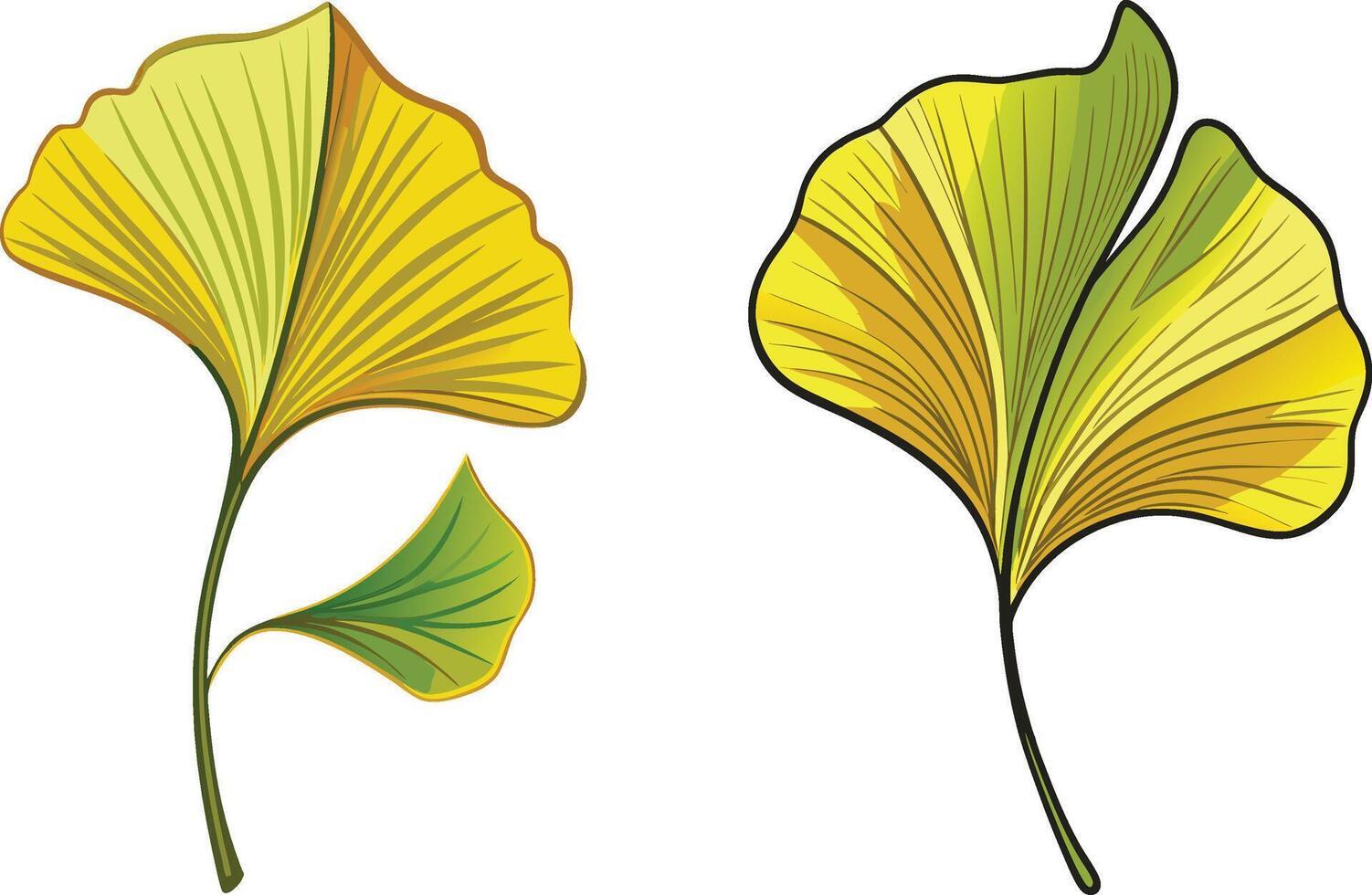 art and illustration of Ginkgo tree leaves vector