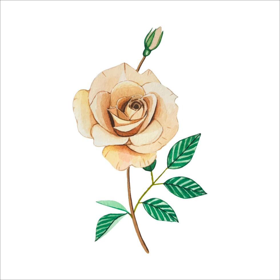 Hand drawn rose, watercolor illustration vector